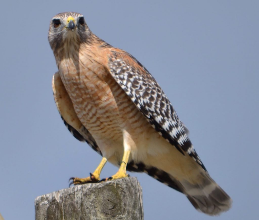 <p>Red-shouldered Hawk</p>