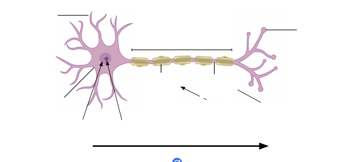 <p>What is the structure of a myelinated motor neurone?</p>