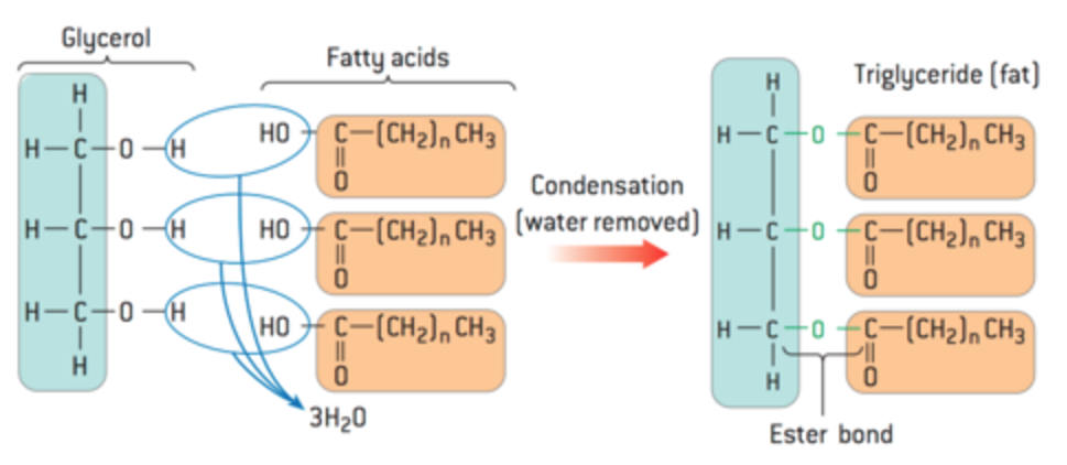 <p>The most common form of stored fat, formed from three fatty acids and one glycerol molecule.</p><ul><li><p>formed by 3 condensation reactions between glycerol and 3 fatty acids</p></li></ul><p></p>