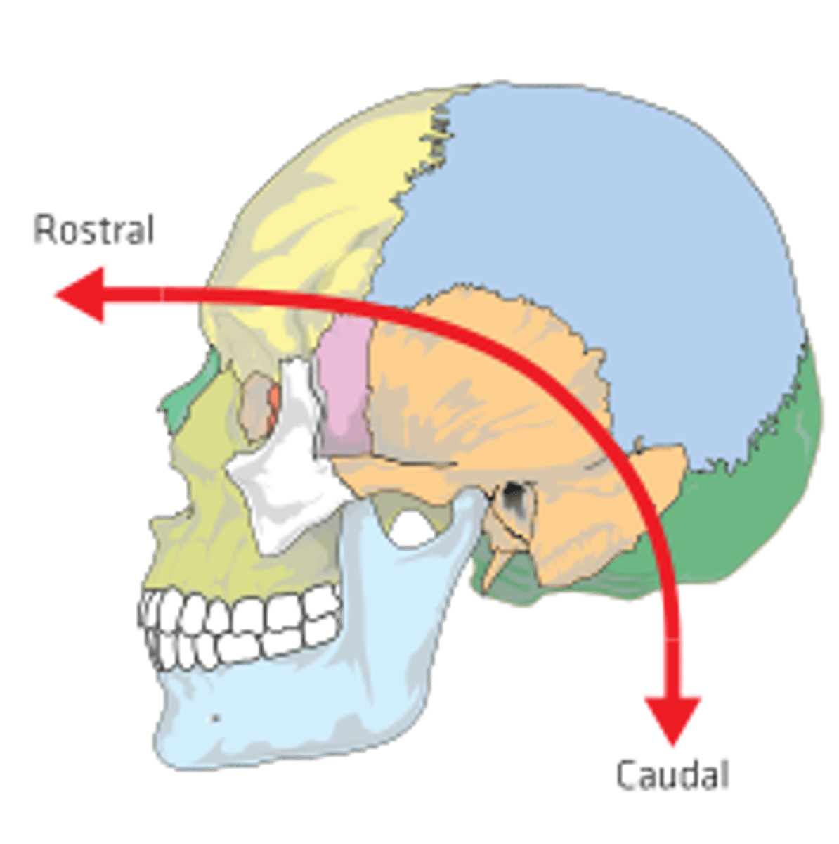 <p>Direction toward the front of the brain.</p>