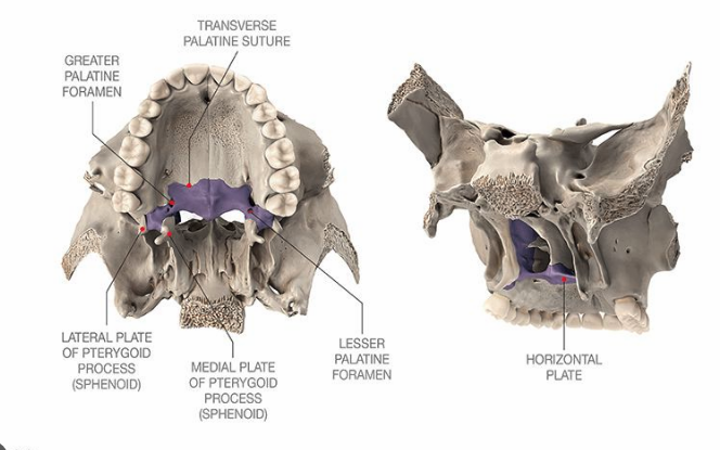 <ul><li><p>L-shaped bones that form posterior aspect of hard palate</p><ol><li><p><strong><u>Horizontal plate</u></strong></p></li></ol></li></ul><p></p>