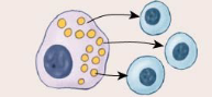 <ul><li><p>Release paracrine factors through extracellular fluid (in the interstitial fluid, which is between cells)</p></li><li><p>Effects distributed to local area</p></li><li><p><strong>Ex: blood clotting, inflammation</strong></p></li></ul><p></p>