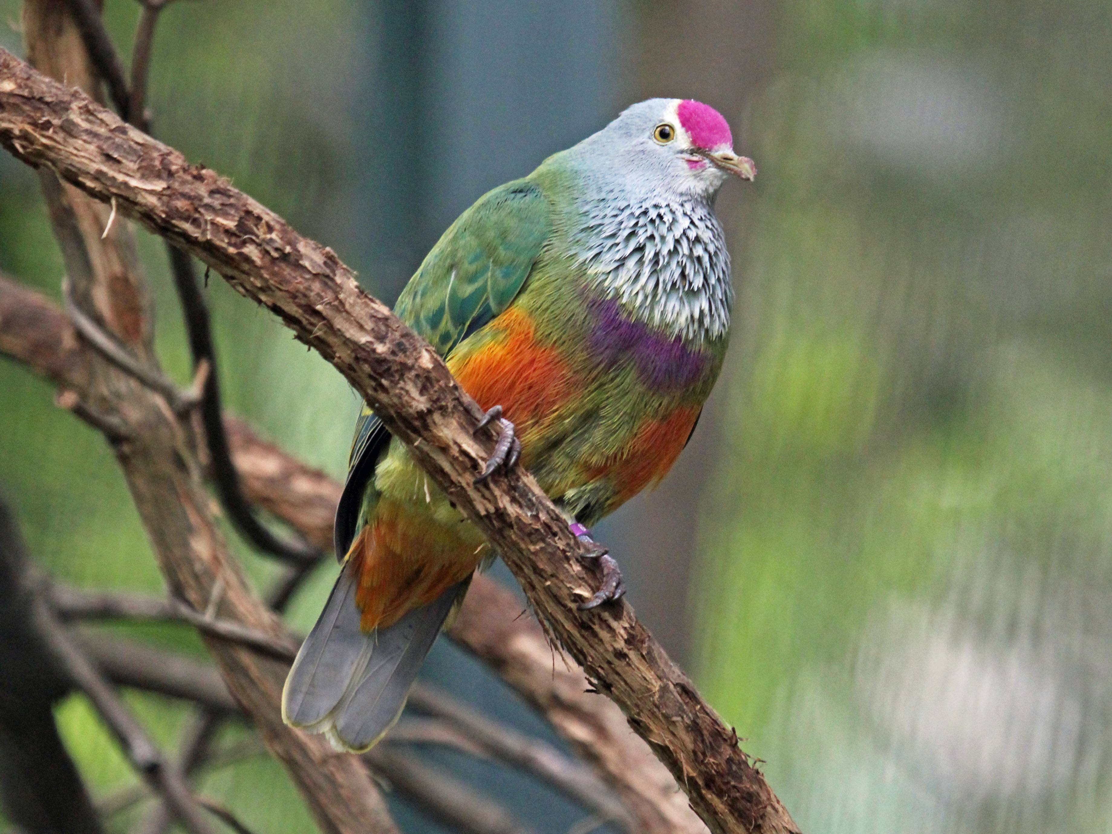 <p>Mariana Fruit Dove</p>