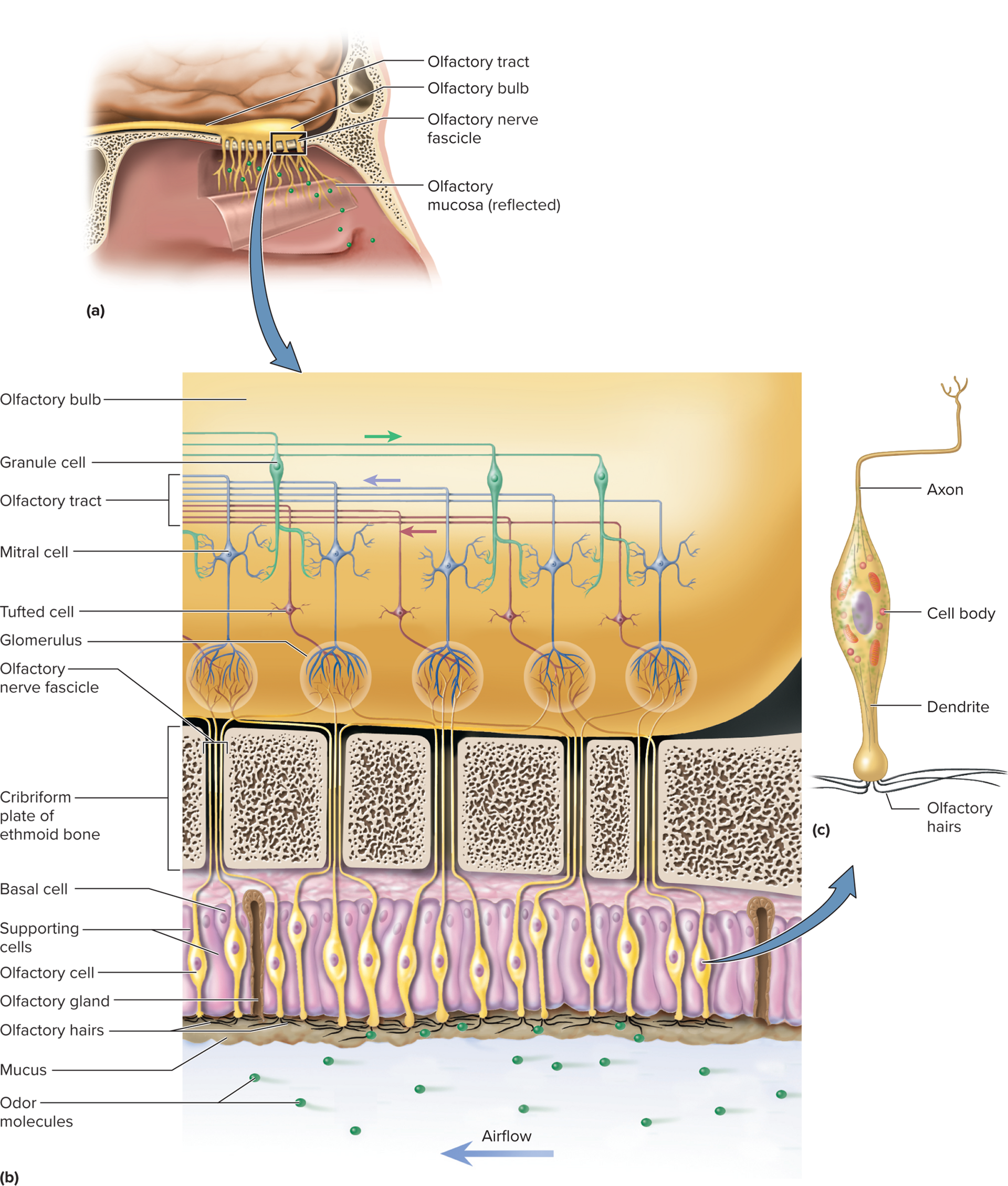 <p>Detected by receptor cels in patch of epithelium, olfactory mucosa, in the roof of nasal cavity</p><p>Roof of nasal cavity: olfactory cells close to the brain</p><p>Not well ventilated as lower nasal cavity</p><p>Forcible sniffing is needed to identify an order/ locate its source</p>