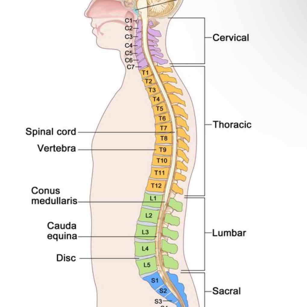 <p><span>A posterior region directly over the vertebrae (bones of the spine</span></p>