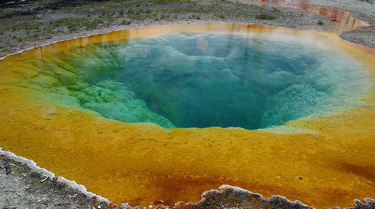 <p>extremophiles</p>