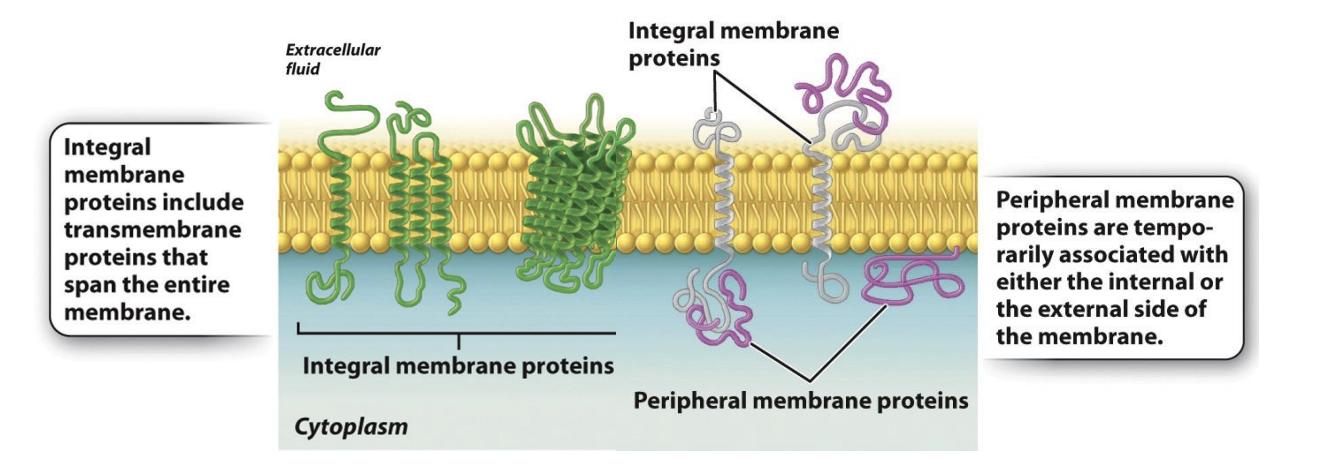 <ul><li><p>temporarily associated with the lipid bilayer or with integral membrane proteins through weak noncovalent interactions</p></li><li><p><span style="background-color: inherit; line-height: 19.55px; color: windowtext;"><span>Remove them or isolate them and the membrane can still be in tact</span></span><span style="line-height: 19.55px; color: windowtext;"><span>&nbsp;</span></span></p></li><li><p><span style="line-height: 19.55px; color: windowtext;"><span>temporarily associated with either the internal or external side of the membrane</span></span></p></li></ul><p></p>
