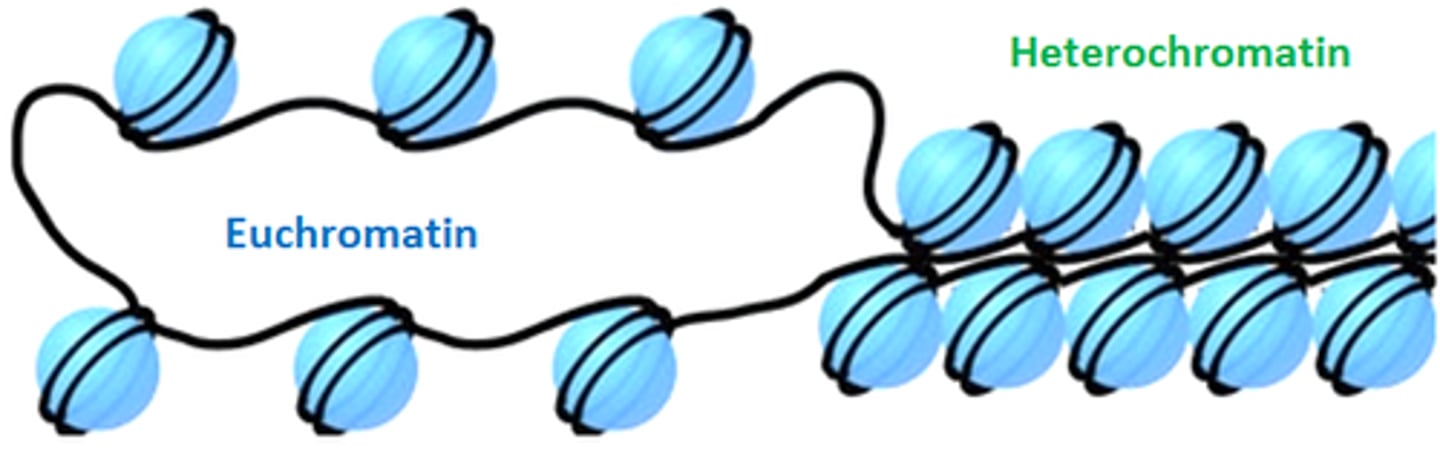<p>Heterochromatin is densely packed transcriptionally inactive DNA.</p><p>Euchromatin is less dense transcriptionally active DNA.</p>