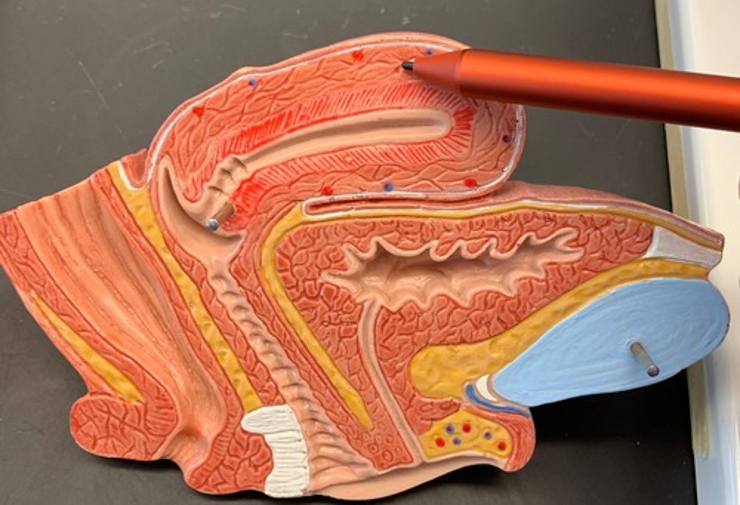 <p>muscular middle layer of the uterus</p>