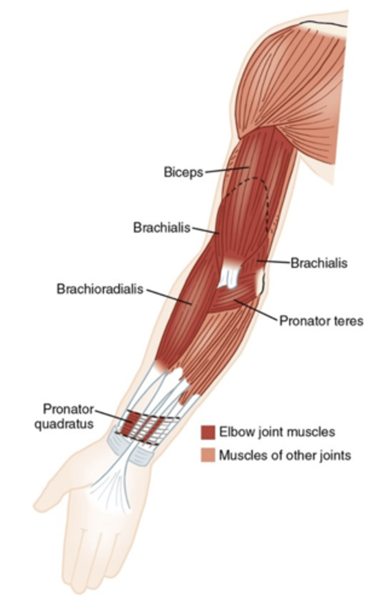 <ul><li><p>Biceps brachii</p></li><li><p>brachialis</p></li><li><p>brachioradialis</p></li><li><p>pronator teres</p></li><li><p>pronator quadratus</p></li></ul><p></p>