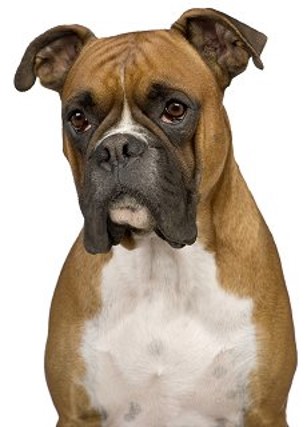 <p>Boxer</p>