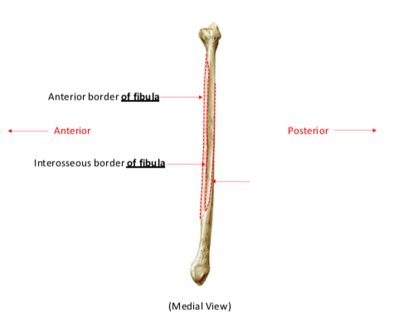 <p>blank red arrow</p>