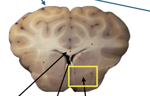 <p>What is this highlighted figure?</p>
