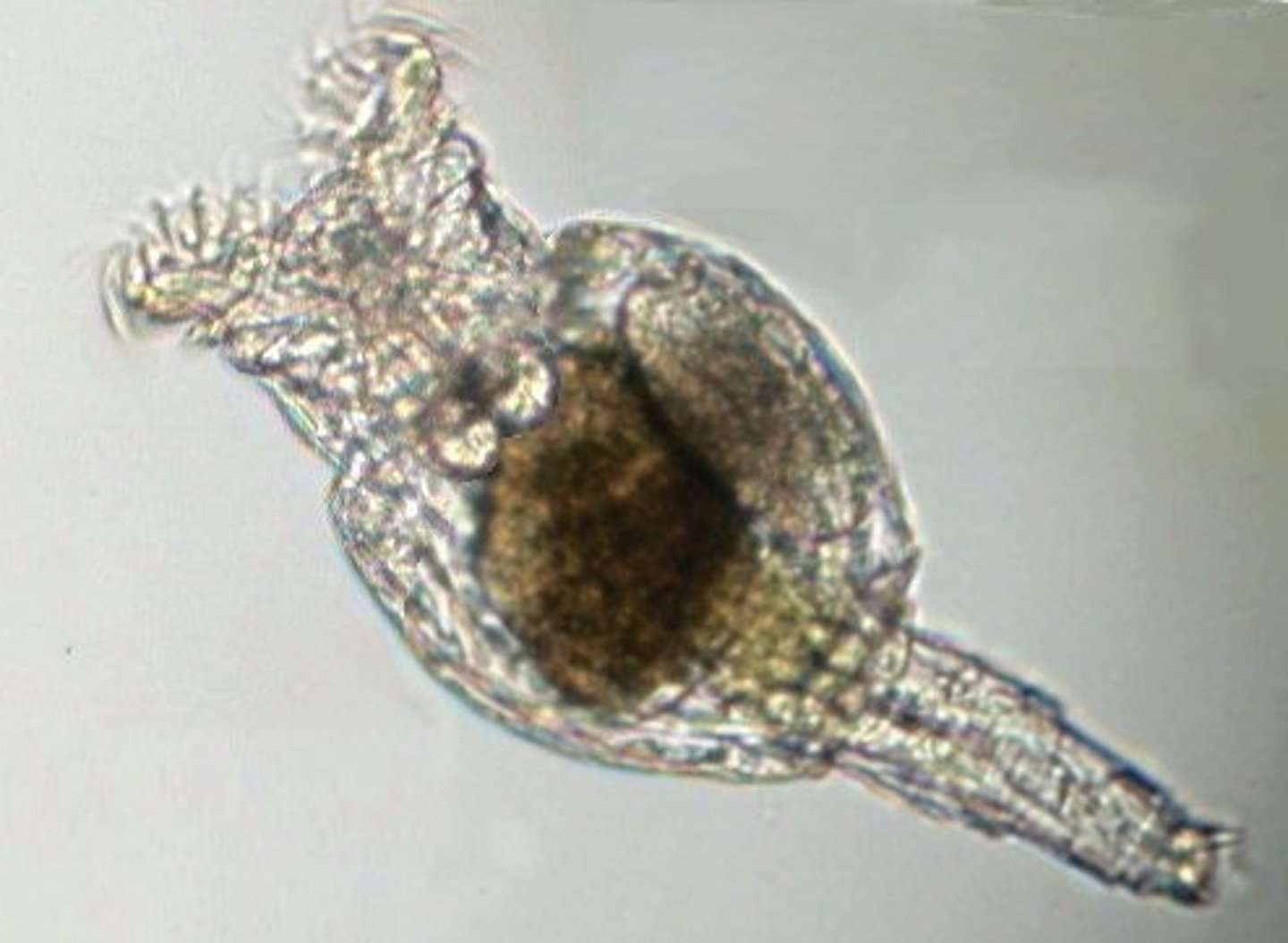 <p>Phylum of rotifers</p><p>- corona = ciliated ring near head</p><p>- mastax = mouth area below corona</p><p>- tiny and white</p>