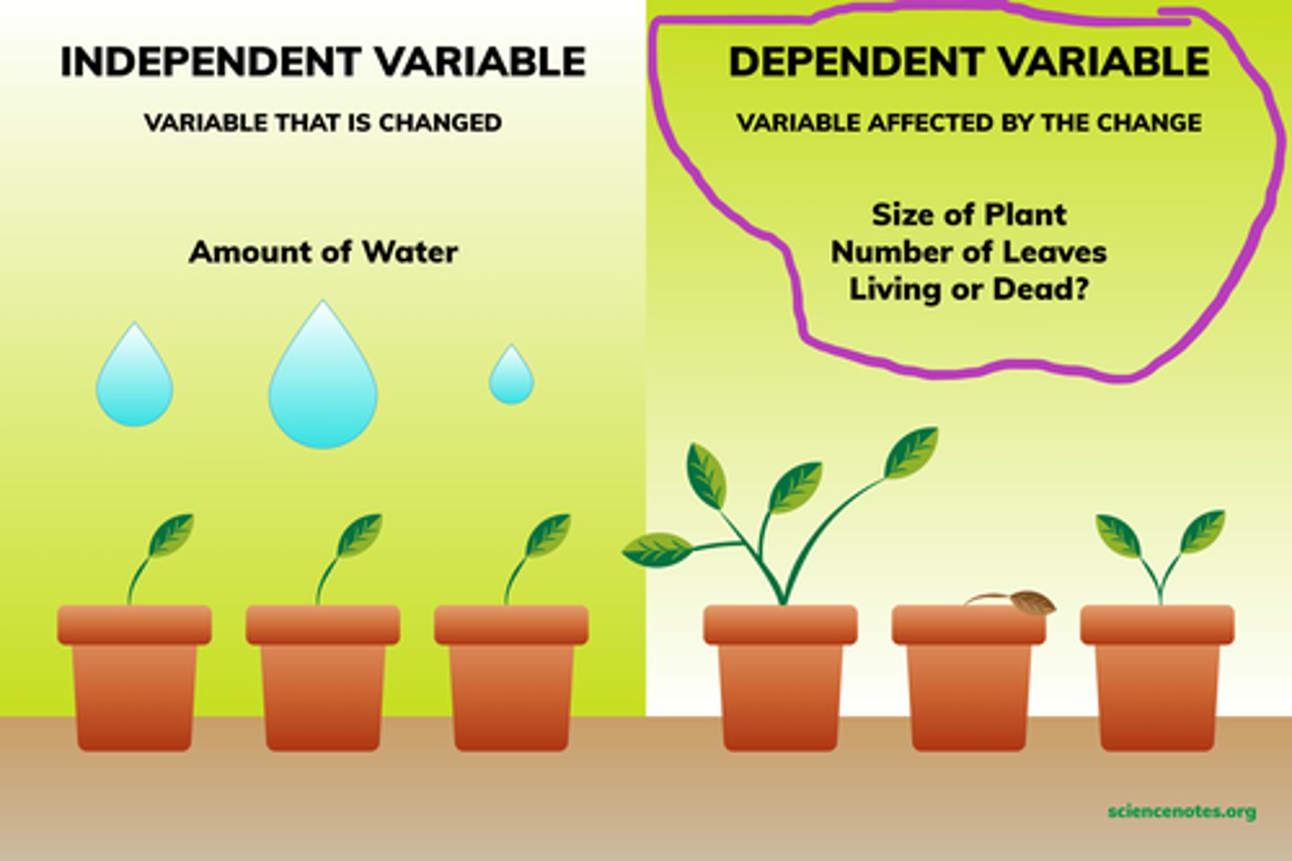 <p>the data you measure in the experiment, changes as a result of the independent variable</p>