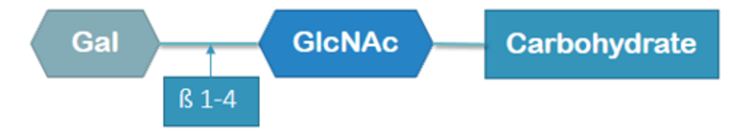 <p>precursor chain that ABO group is built on that is attached to RBC membrane</p><p>Mixture of glycolipids and glycoprotein (predominant) and attach by carbohydrate</p><p>Galactose sugar attaches at B1-4 </p><p>Chain tested for in ABO testing</p>