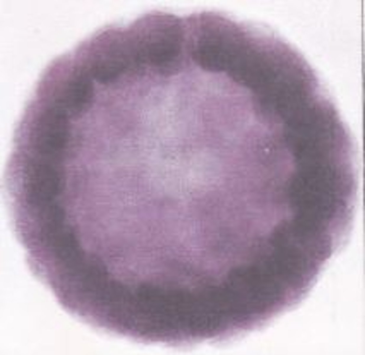<p>During cleavage: the hollow ball of cells</p>