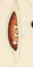 <p>Ovules attached along one side of a single carpel.</p>