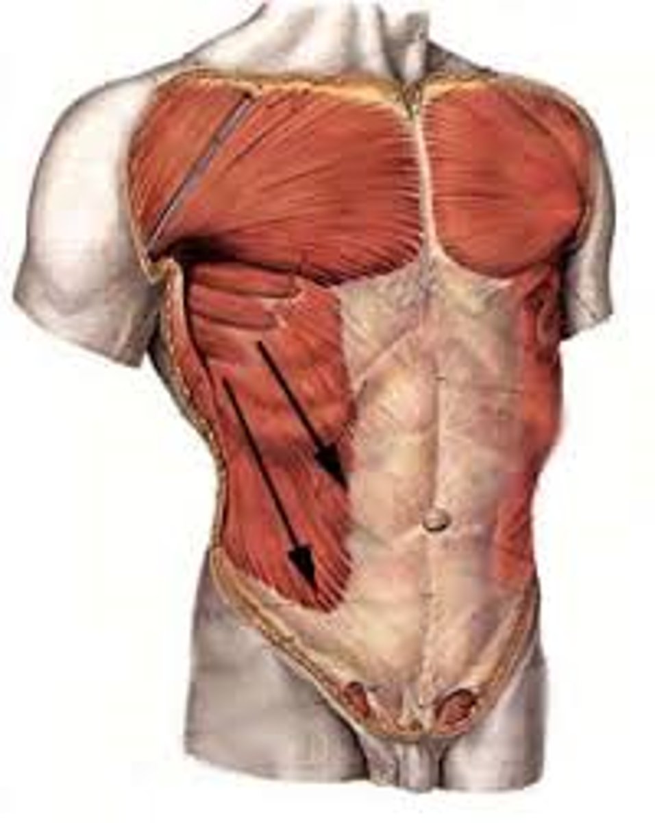 <p>anterior, most superficial abdominal muscle, on sides, fibers run like putting hands in pockets</p>