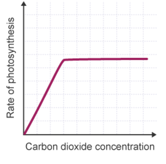 <p>How is CO2 CONCENTRATION a limiting factor of photosynthesis?</p>