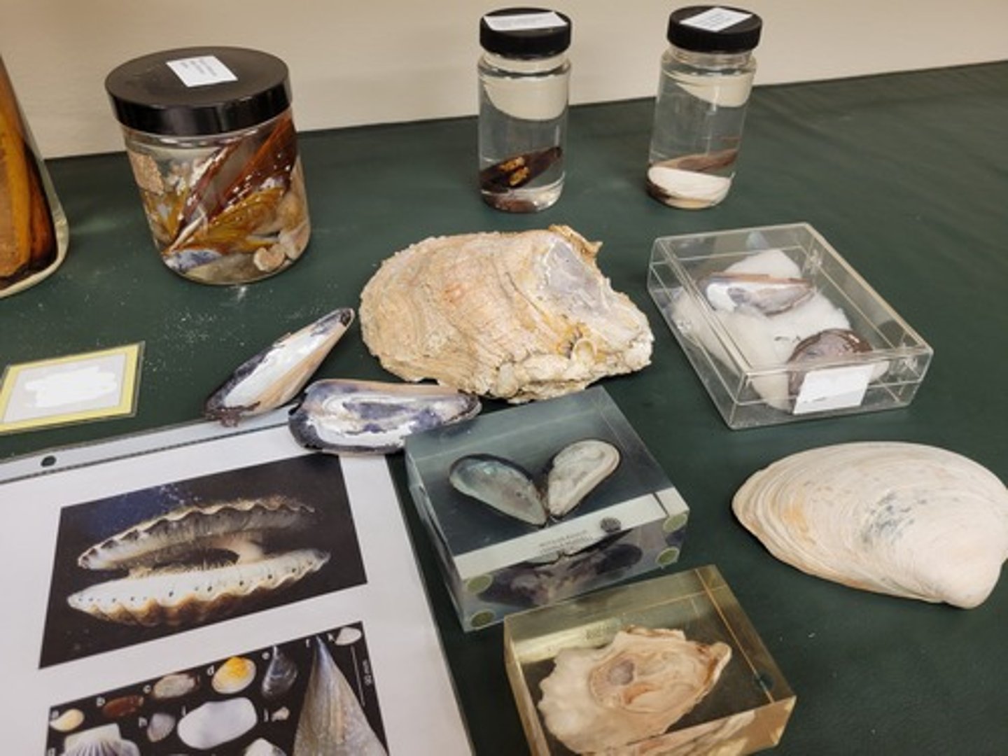 <p>Identify taxonomy</p>