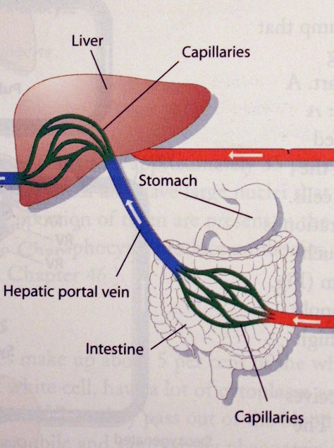 <ul><li><p>Absorb nutrients from digestion</p></li></ul><p></p>