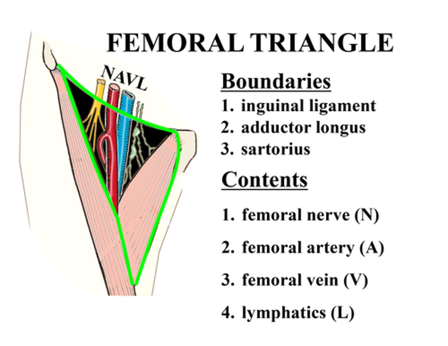 <p>Femoral Nerve, Femoral Artery, Femoral Vein, Lymphatics</p>