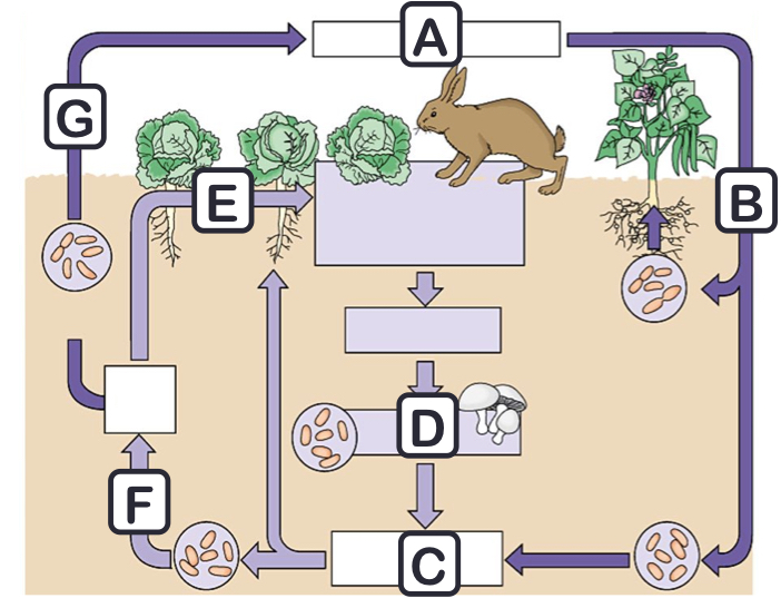 <p>Identify each part of the nitrogen cycle. Which steps represent storages and which flows?</p>