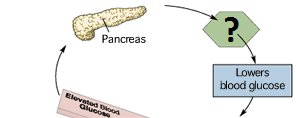 lowers blood glucose; instructs liver and muscle cells to absorb glucose and store it as glycogen; secreted by the pancreas