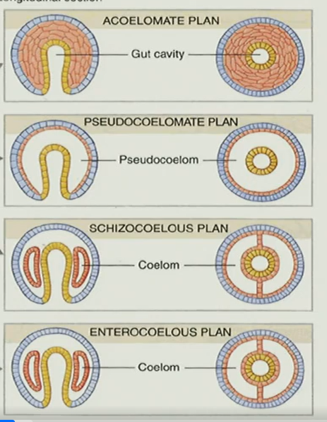 <p>lack a true body cavity (coelum)</p>