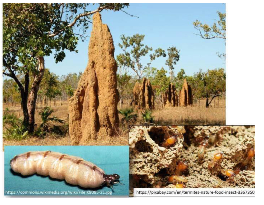 <p>What epifamily do termites belong to</p>