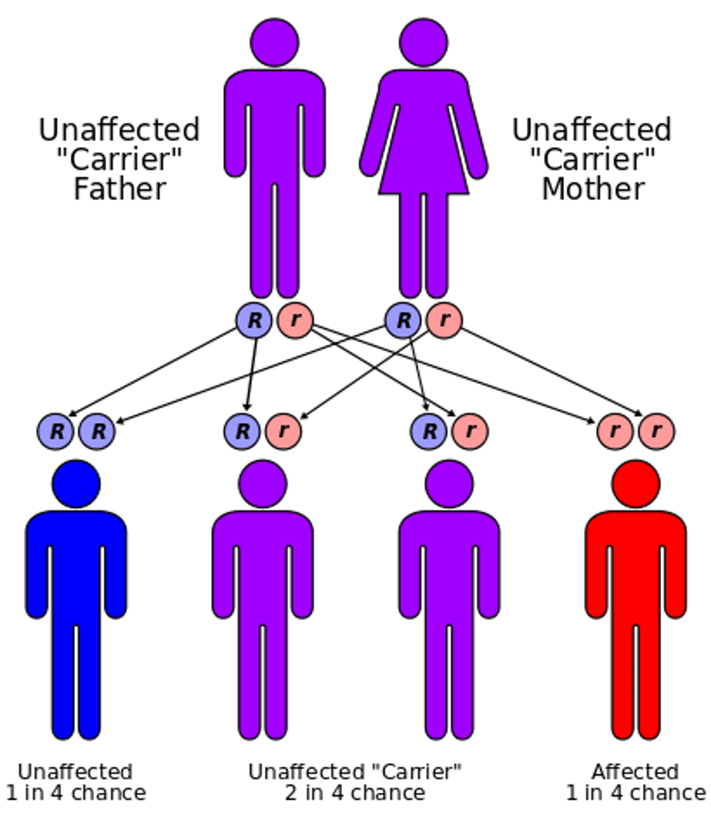 <p>Describes a trait that is masked when a dominant allele is present</p>