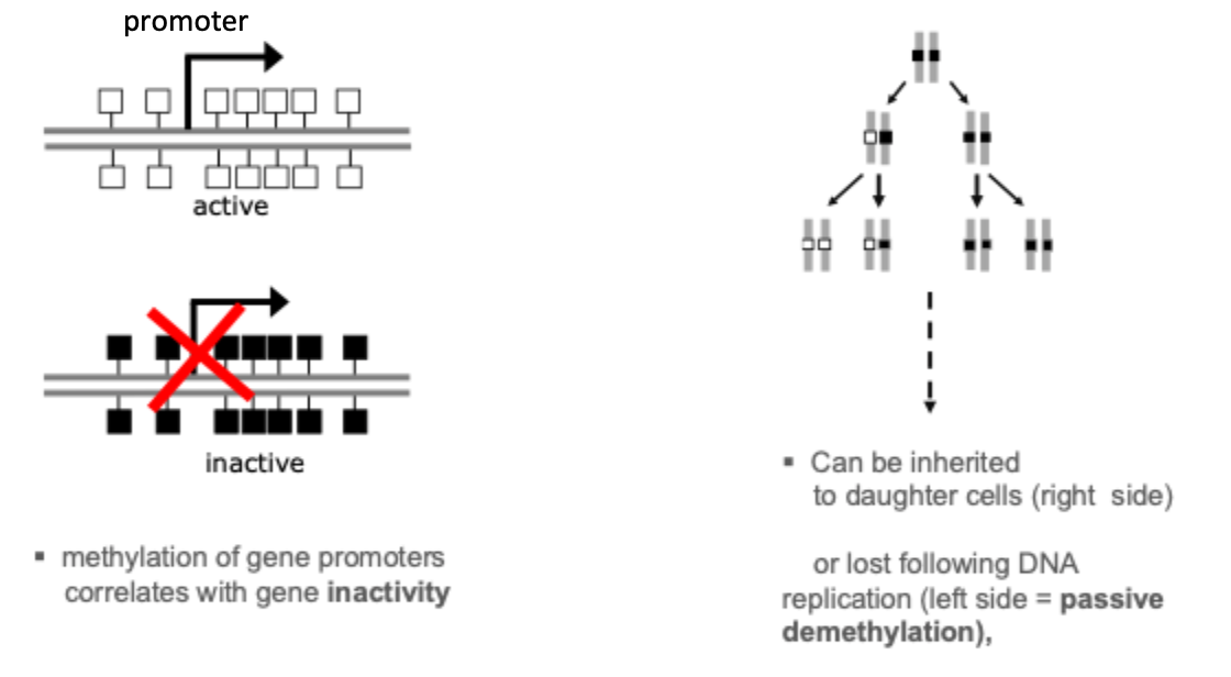 <p>*X chromosomes in women 1 active and 1 inactive </p>