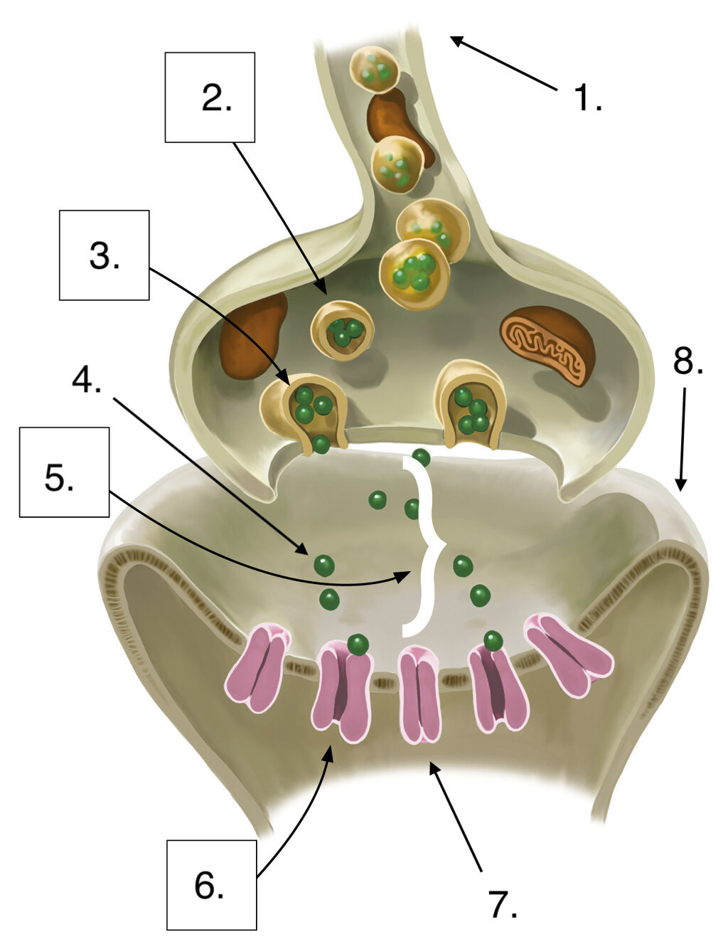 <ol><li><p></p></li></ol>