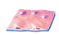 <p>Simple squamous epithelium</p>