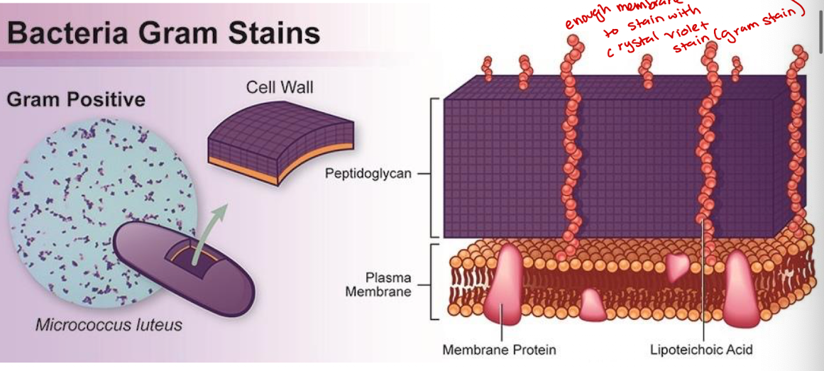 <p>Has enough membrane to stain with crystal violet stain </p>