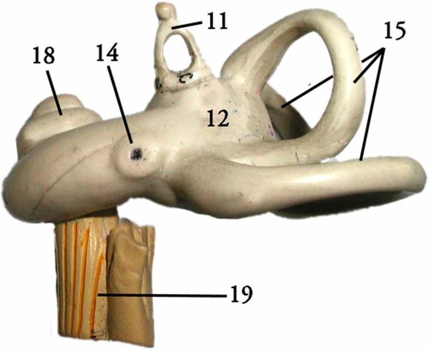 <p>Identify Structure 14</p>