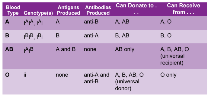 <p>comprised of three alleles for blood type; A/I<sup>A</sup> and B/I<sup>B</sup> are codominant, O/i is recessive; dominant allles express self-antigen and produce anti-other antibodies</p>