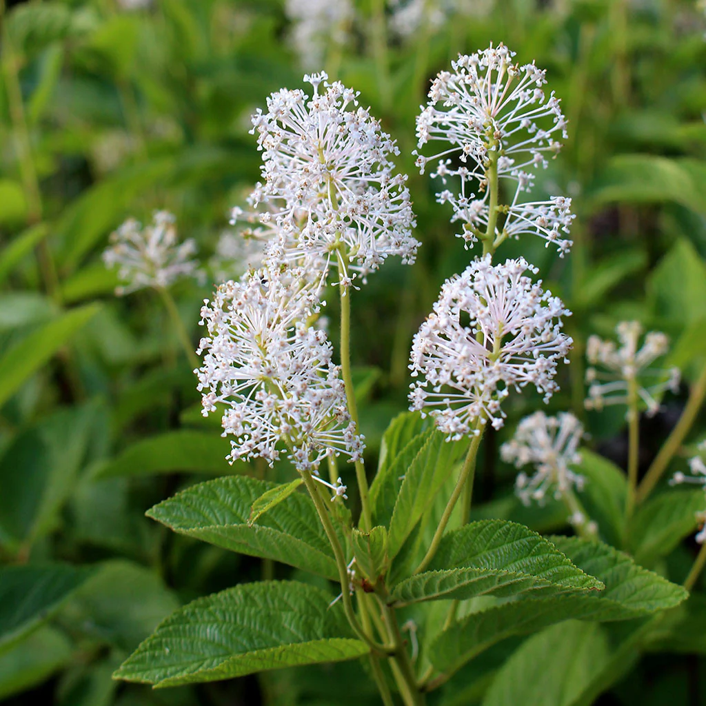 <p>A small, rounded shrub with glossy leaves and clusters of fragrant white flowers in early summer.</p><p>-perennial shrub</p>