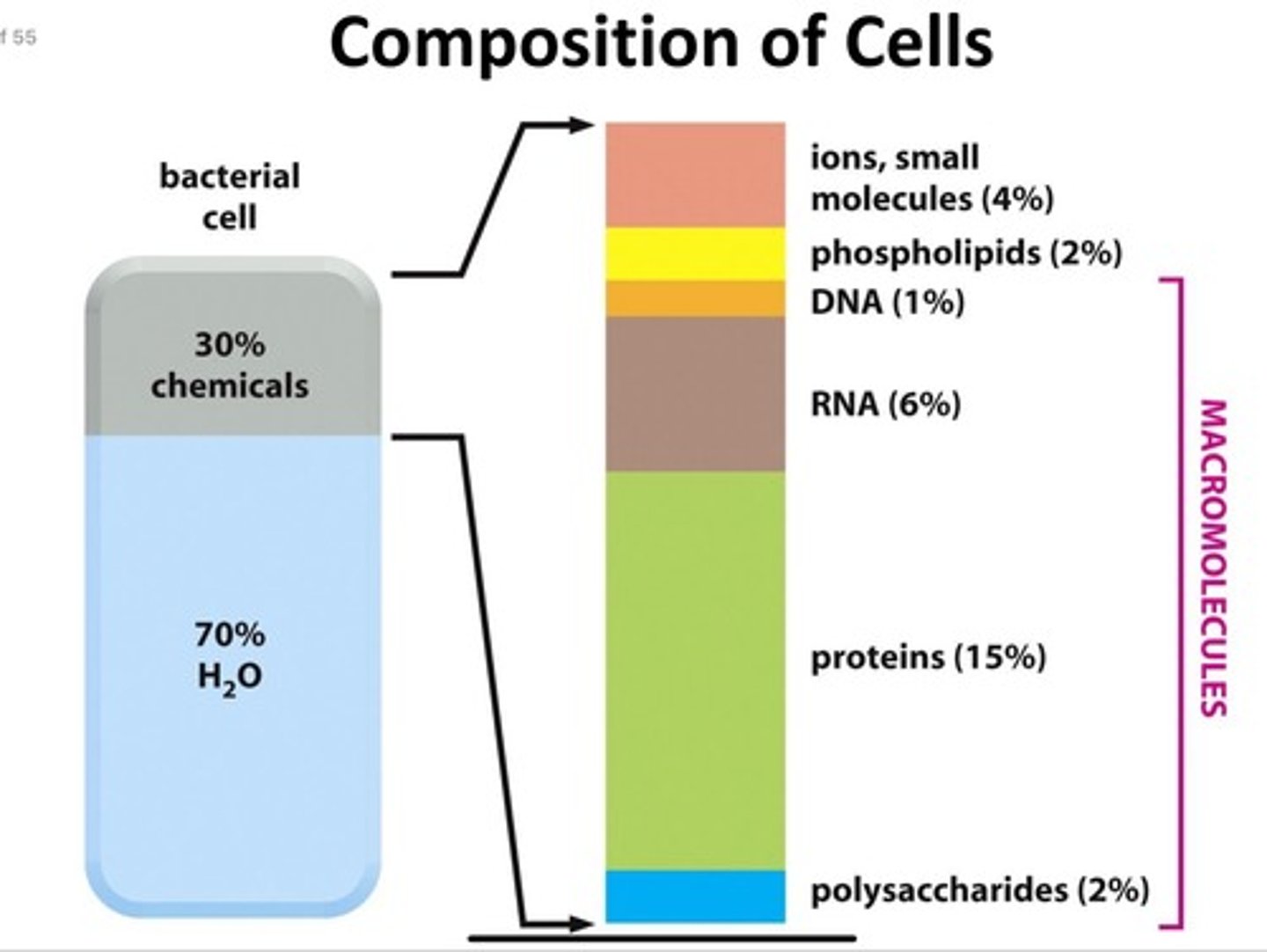 <p>1) carbohydrates (polysaccharides - glycogen and starch)</p><p>2) fats and lipids</p><p>3) proteins</p><p>4) nucleic acids</p>