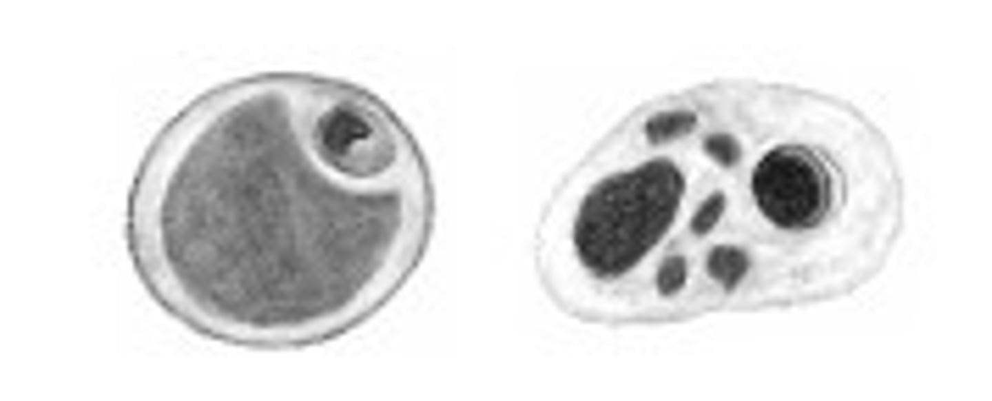 <p>Identify the parasite</p>