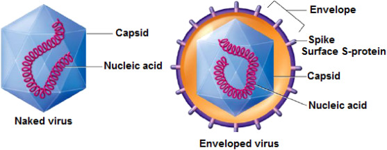 <p>A virus with an envelope is called â</p>