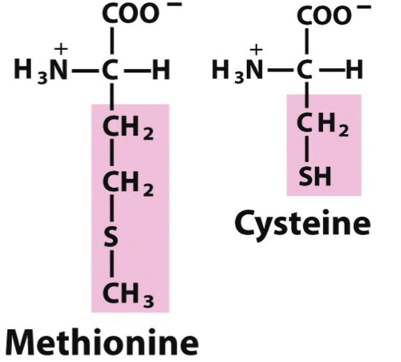 <p>cysteine and methionine</p>
