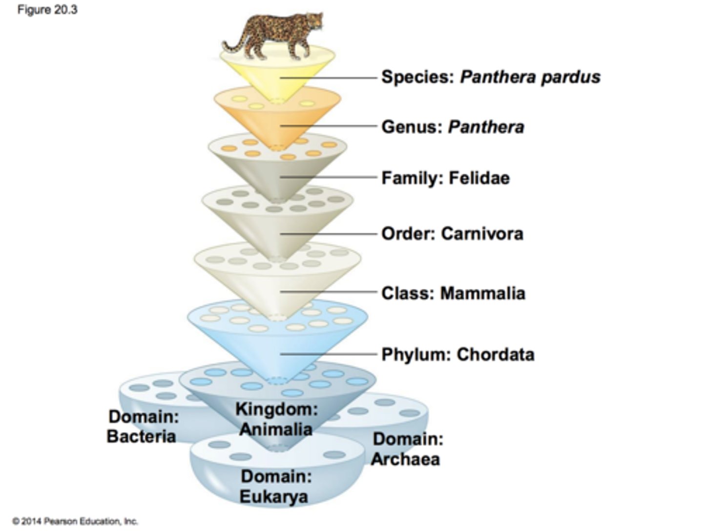 <p>Domain, Kingdom, Phylum, Class, Order, Family, Genus, Species</p>