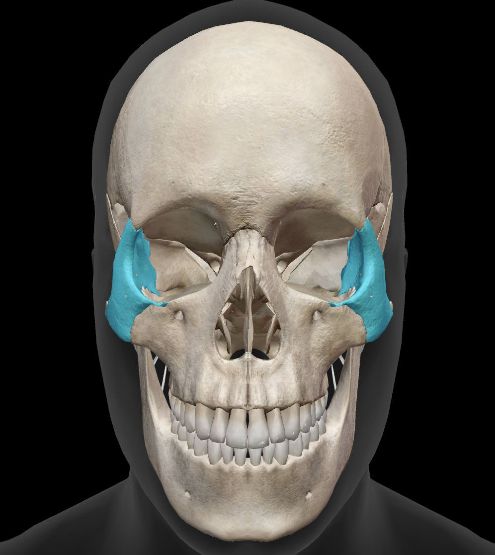 <p>What bone is highlighted?</p>