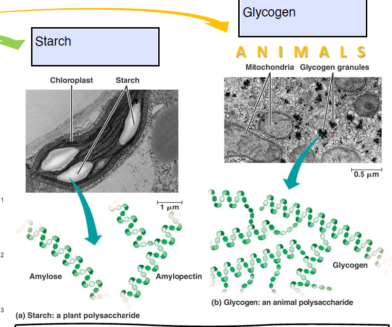 <p>- large compact polymers of α - glucose due to</p><p> 1. spiral coiling (1-4 glycosidic bonds)</p><p> 2. branching (1-6 glycosidic bonds)</p><p>- insoluble (due to size), which allows efficient storage of many glucose molecules (which can be quickly released when needed)</p>