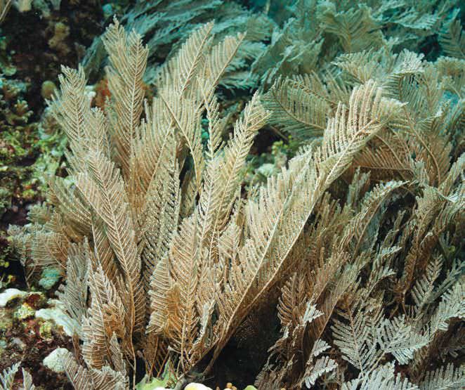 <p>Colonial animal<br>Growing on rocks<br>Bushy appearance</p>