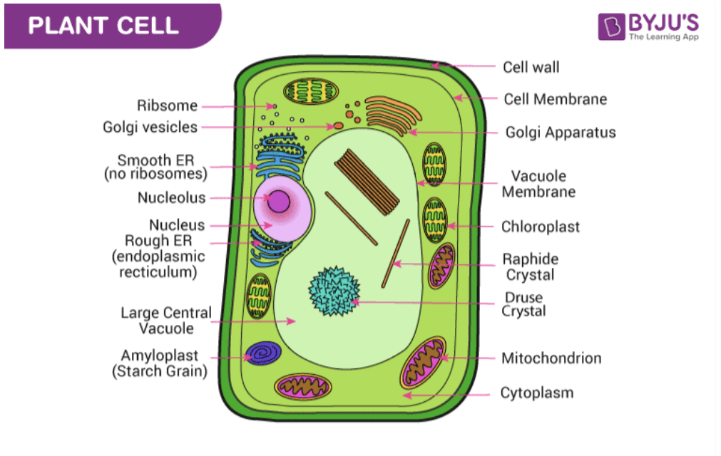 <p>Stores water/other substances important in plant cells. Similar to nucleus, but <strong>empty. Eukaryotic cells ONLY. BOTH ANIMAL (seperate, small ones) AND PLANT CELLS (LARGE ones).</strong></p>