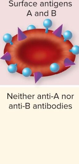<p>Blood Type AB</p>