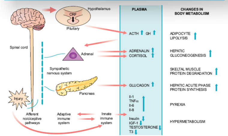 <p>Vid sjukdom eller trauma sker följande;</p><ol><li><p>Frisättning av ACTH och GH → stresshormoner såsom adrenalin och kortisol frisätts. Samtidigt ökar glukagon och glukoneogenes i lever.</p></li><li><p>Proteinnedbrytning i skelettmuskler och ökad lipolys → mer cirkulerande fria fettsyror.</p></li><li><p>Inflammatoriska cytokiner frisätts.</p></li><li><p>Hypermetabolism och insulinresistens uppstår.</p></li></ol><p></p>